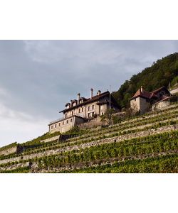 Chasselas Historique - Clos des Moines - 2023 - Dézaley